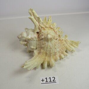 REAL Sea Shell Murex Conch with large fingers 6x5.5x4.5" Great Condition